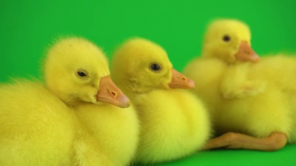 Pequeños Patos Pantalla Verde — Vídeo de stock