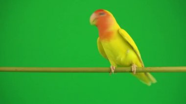 Pembe-yeşil arka planda cheeked papağan