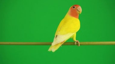 Pembe-yeşil arka planda cheeked papağan