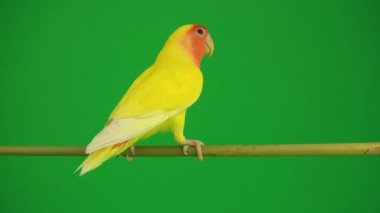 Pembe-yeşil arka planda cheeked papağan