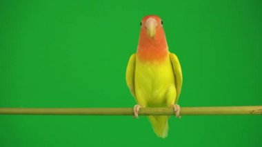 Pembe-yeşil arka planda cheeked papağan