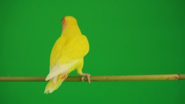 Pembe-yeşil arka planda cheeked papağan