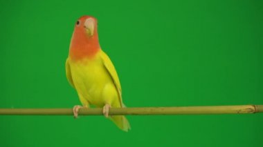 Pembe-yeşil arka planda cheeked papağan