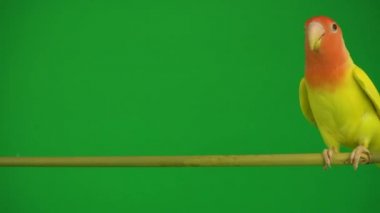 Pembe-yeşil arka planda cheeked papağan