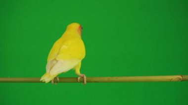 Pembe-yeşil arka planda cheeked papağan