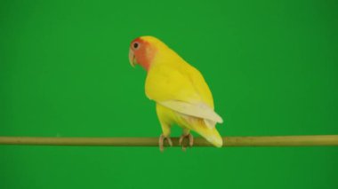 Pembe-yeşil arka planda cheeked papağan