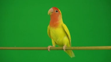 Pembe-yeşil arka planda cheeked papağan