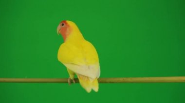 Pembe-yeşil arka planda cheeked papağan
