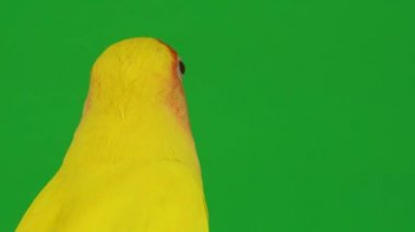 Pembe-yeşil arka planda cheeked papağan