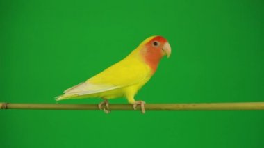 Pembe-yeşil arka planda cheeked papağan