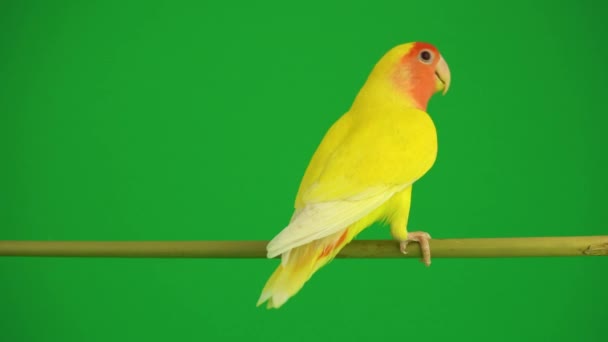 Рожевий Папуга Зеленому Фоні — стокове відео
