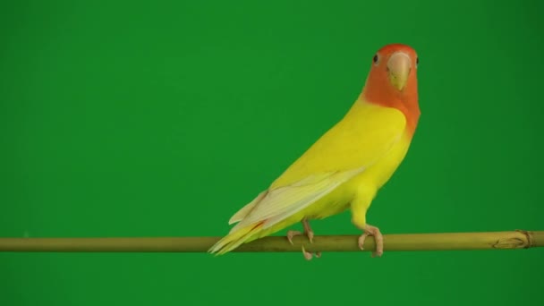 Pembe Yeşil Arka Planda Cheeked Papağan — Stok video