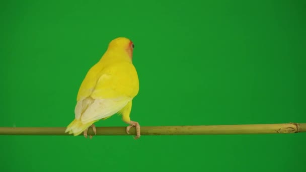 Рожевий Папуга Зеленому Фоні — стокове відео