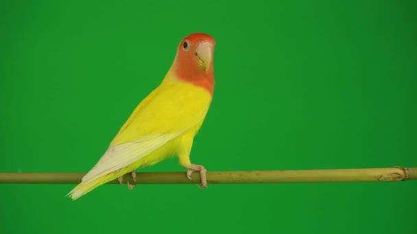 Розовощекий Попугай Зеленом Фоне — стоковое видео