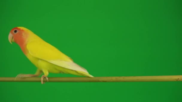 Loro Mejillas Rosadas Sobre Fondo Verde — Vídeos de Stock