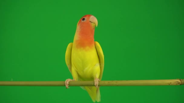 Papagaio Faces Cor Rosa Fundo Verde — Vídeo de Stock