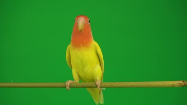 Pink-cheeked parrot on green background