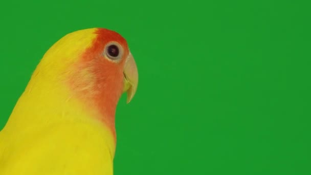 Papagaio Faces Cor Rosa Fundo Verde — Vídeo de Stock