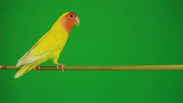 Papagei Mit Rosa Backen Auf Grünem Hintergrund — Stockvideo