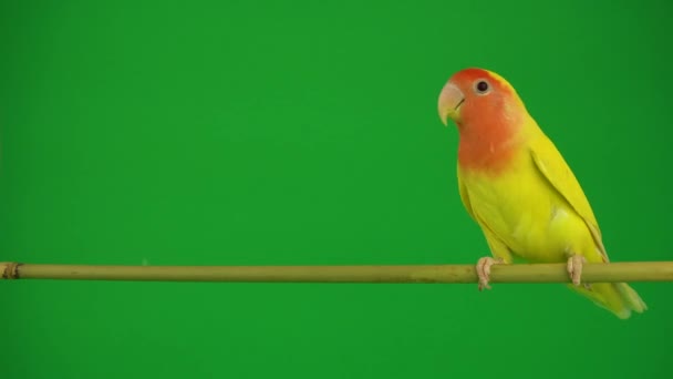 在绿色背景的针脸鹦鹉 — 图库视频影像