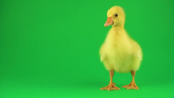 Kleine Ente Auf Grünem Hintergrund — Stockvideo