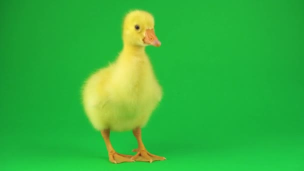 Pequeño Pato Sobre Fondo Verde — Vídeo de stock