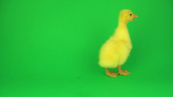 Kleine Ente Auf Grünem Hintergrund — Stockvideo