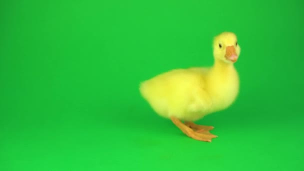 Pequeño Pato Sobre Fondo Verde — Vídeo de stock