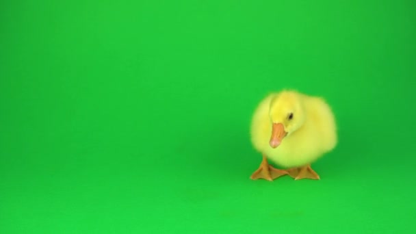 Pequeño Pato Sobre Fondo Verde — Vídeos de Stock
