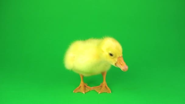 Pequeño Pato Sobre Fondo Verde — Vídeos de Stock
