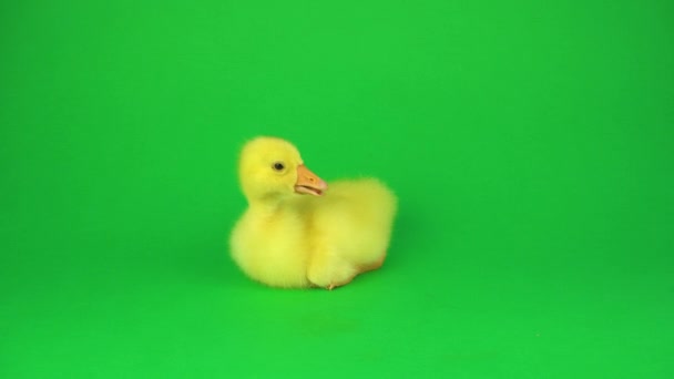 Pequeño Pato Sobre Fondo Verde — Vídeo de stock