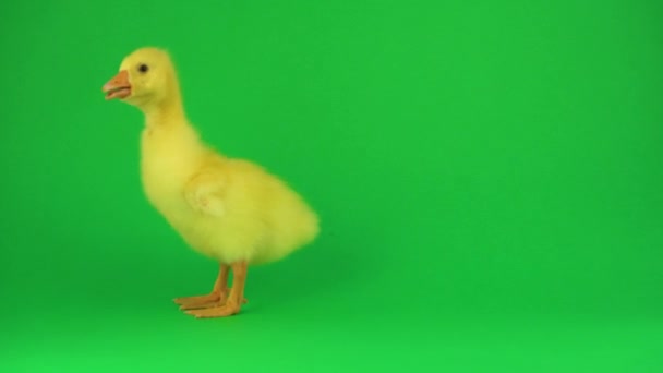 Kleine Ente Auf Grünem Hintergrund — Stockvideo