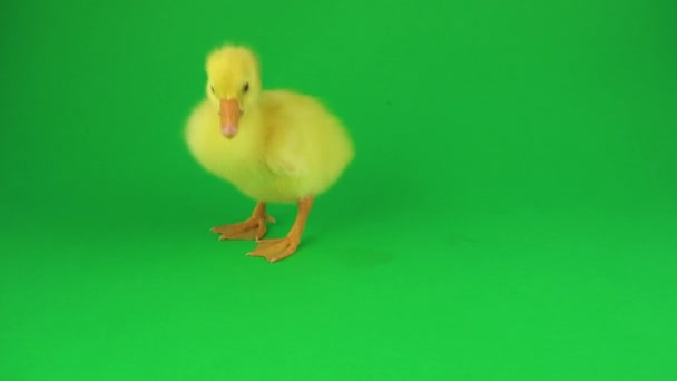 Pequeño Pato Sobre Fondo Verde — Vídeo de stock