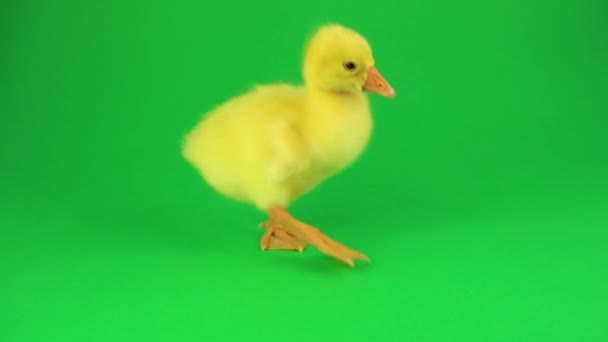 Pequeño Pato Sobre Fondo Verde — Vídeo de stock