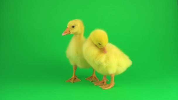 Two Ducklings Green Screen — Stock Video