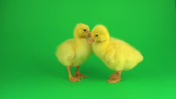 绿色屏幕上的两只小鸭 — 图库视频影像
