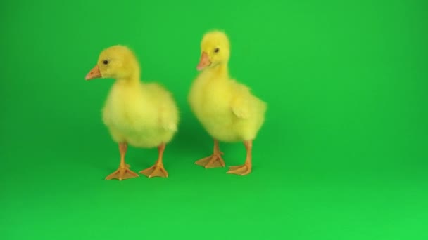 Twee Kuikens Een Groen Scherm — Stockvideo