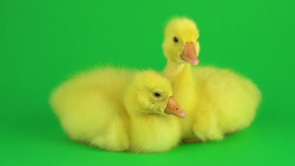 Two Ducklings Green Screen — Stock Video