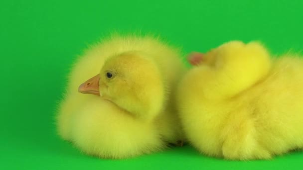 绿色屏幕上的两只小鸭 — 图库视频影像