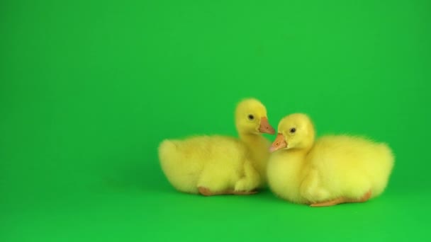 Dos Patitos Una Pantalla Verde — Vídeos de Stock