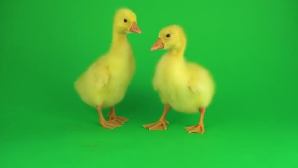 Two Ducklings Green Screen — Stock Video