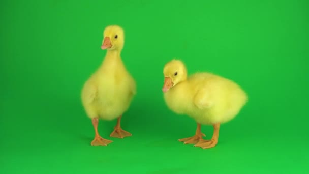 Dwie Ducklingi Zielonym Ekranie — Wideo stockowe