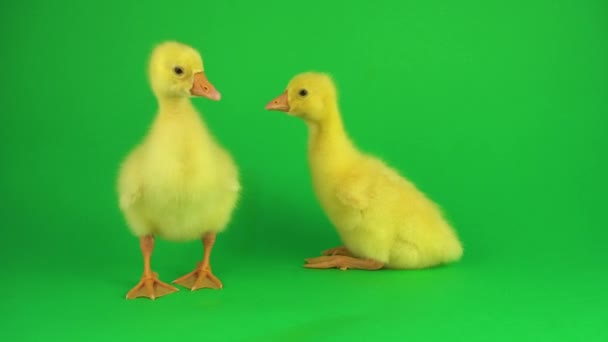 Dos Patitos Una Pantalla Verde — Vídeos de Stock