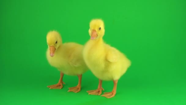 Two Ducklings Green Screen — Stock Video