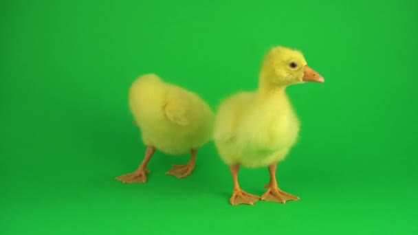 Yeşil Ekranda Iki Ördekler — Stok video