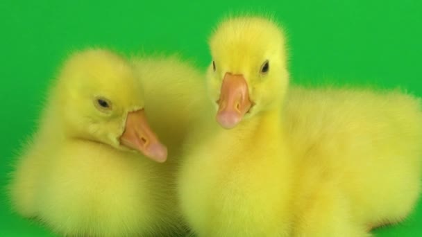 Two Ducklings Green Screen — Stock Video