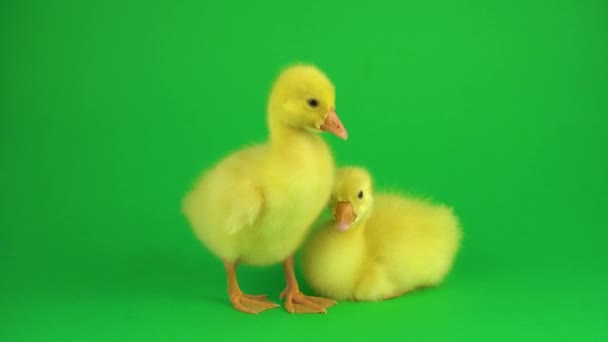Dwie Ducklingi Zielonym Ekranie — Wideo stockowe