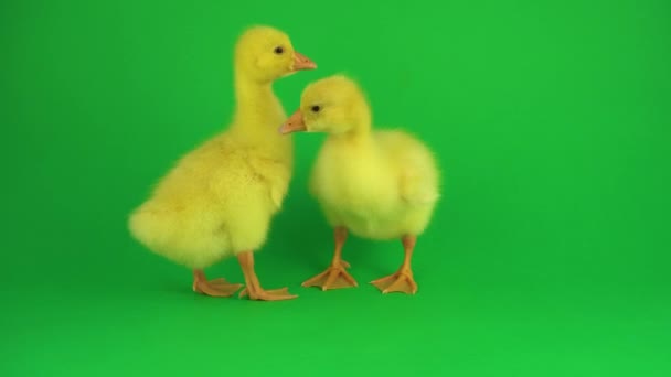 Dos Patitos Una Pantalla Verde — Vídeos de Stock