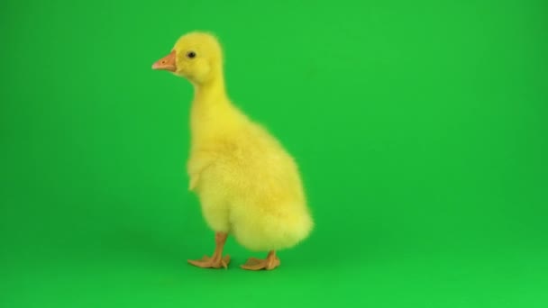 Duckling Green Screen — Stock Video