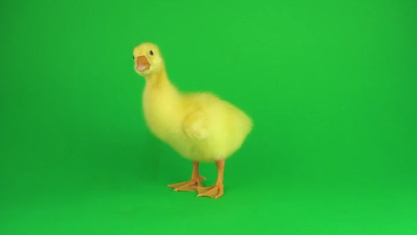 绿色屏幕上的小鸭 — 图库视频影像